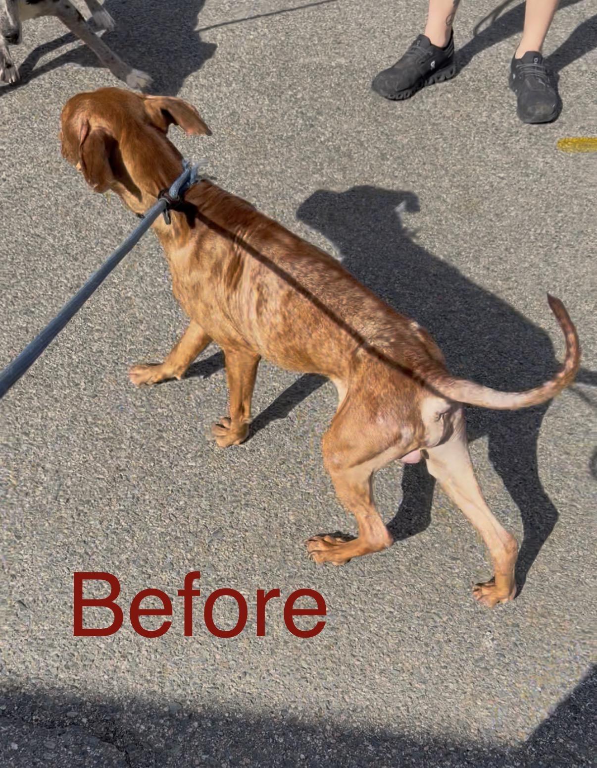 Enlarge Brody, a ADOPTABLE mixed breed in Albemarle, NC image 4/5