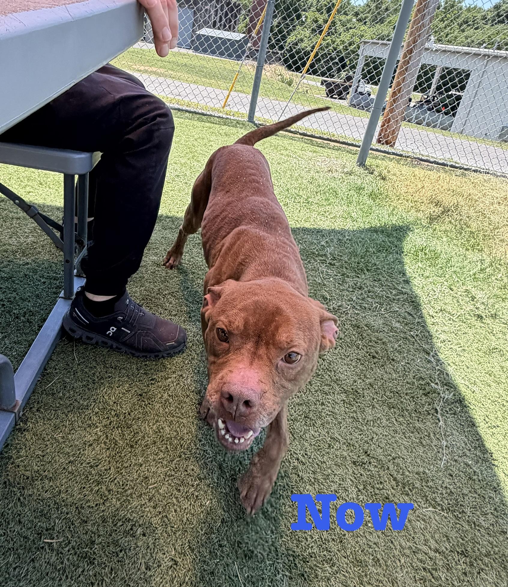 Enlarge Brody, a ADOPTABLE mixed breed in Albemarle, NC image 3/5