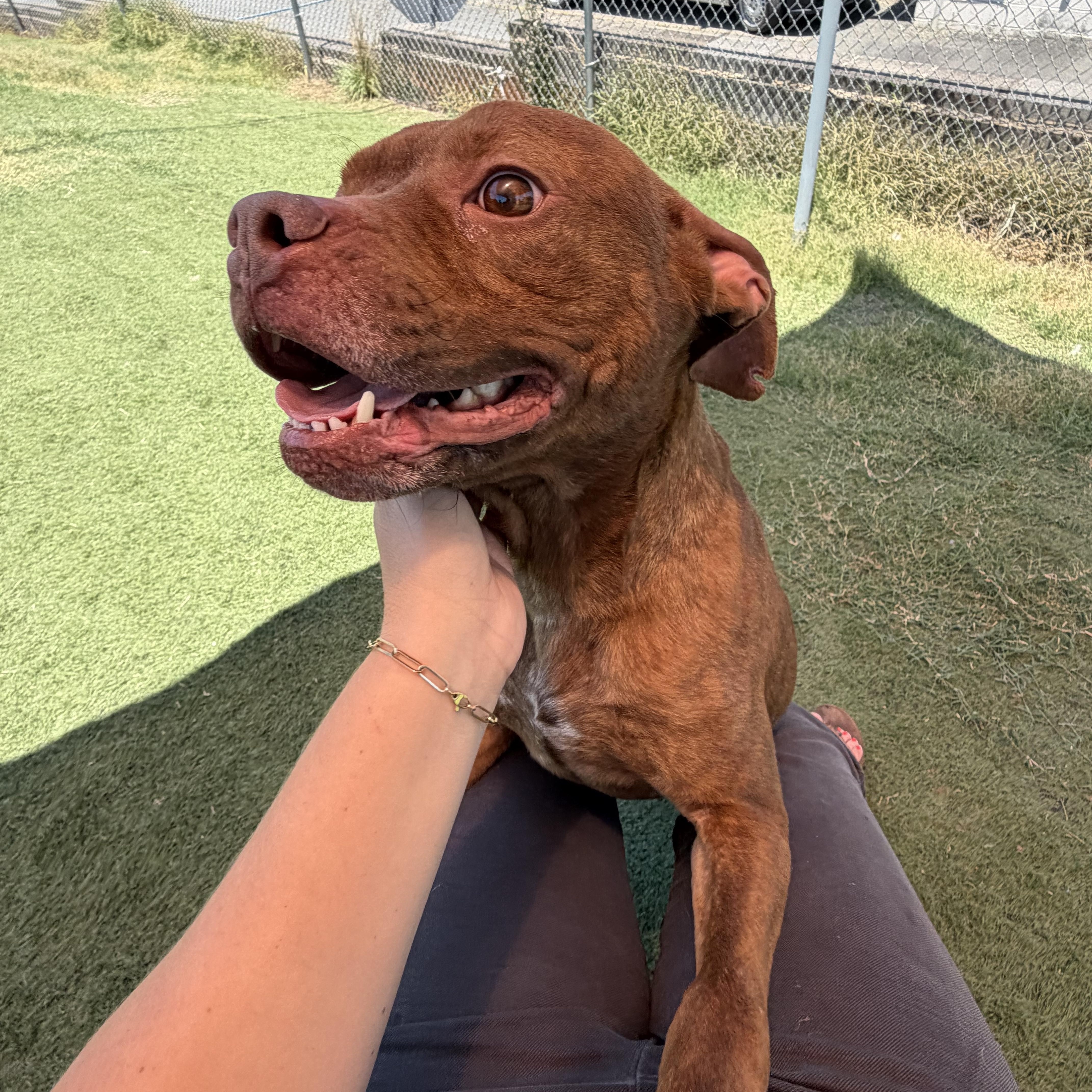 Enlarge Brody, a ADOPTABLE mixed breed in Albemarle, NC image 1/5
