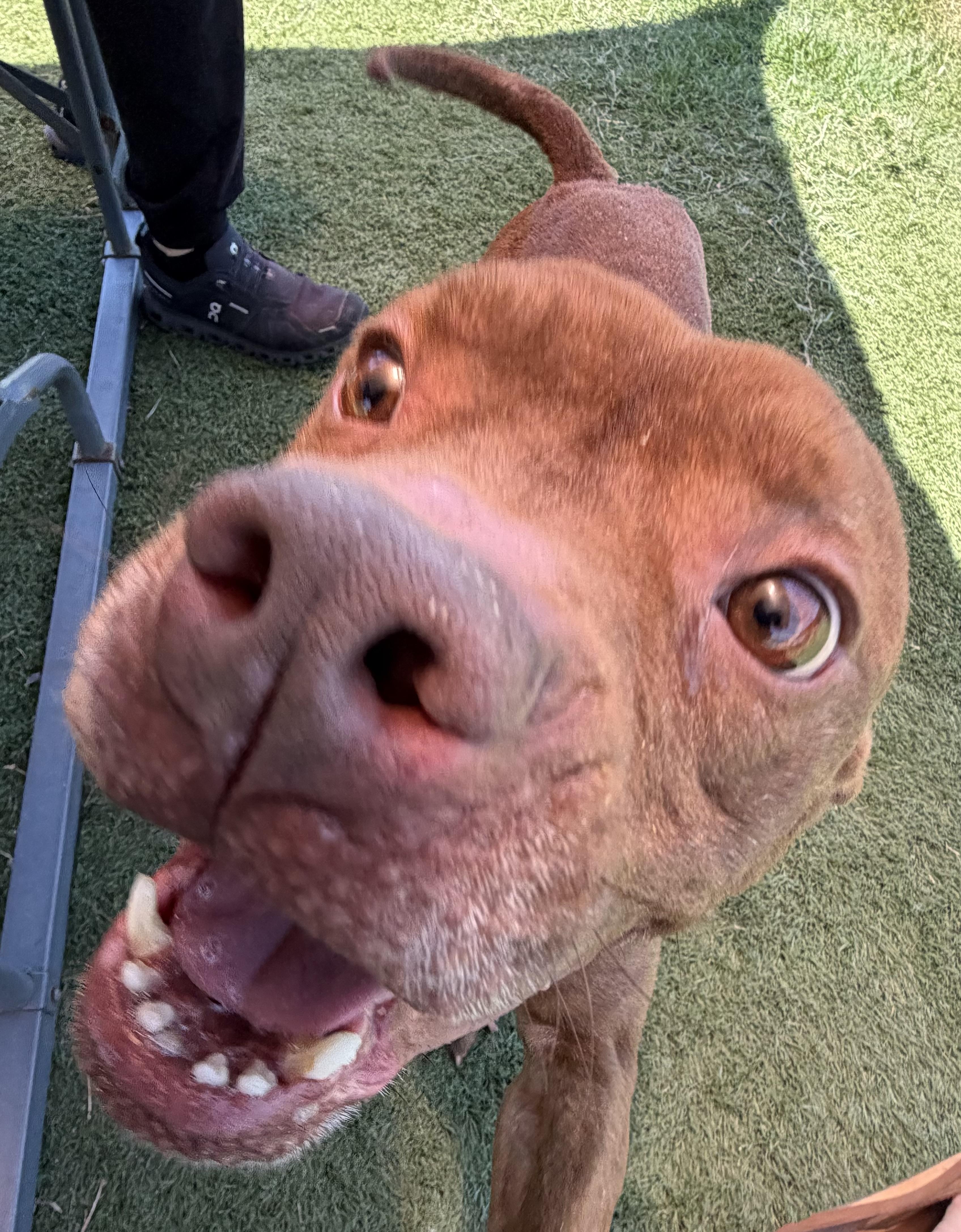 Enlarge Brody, a ADOPTABLE mixed breed in Albemarle, NC image 5/5