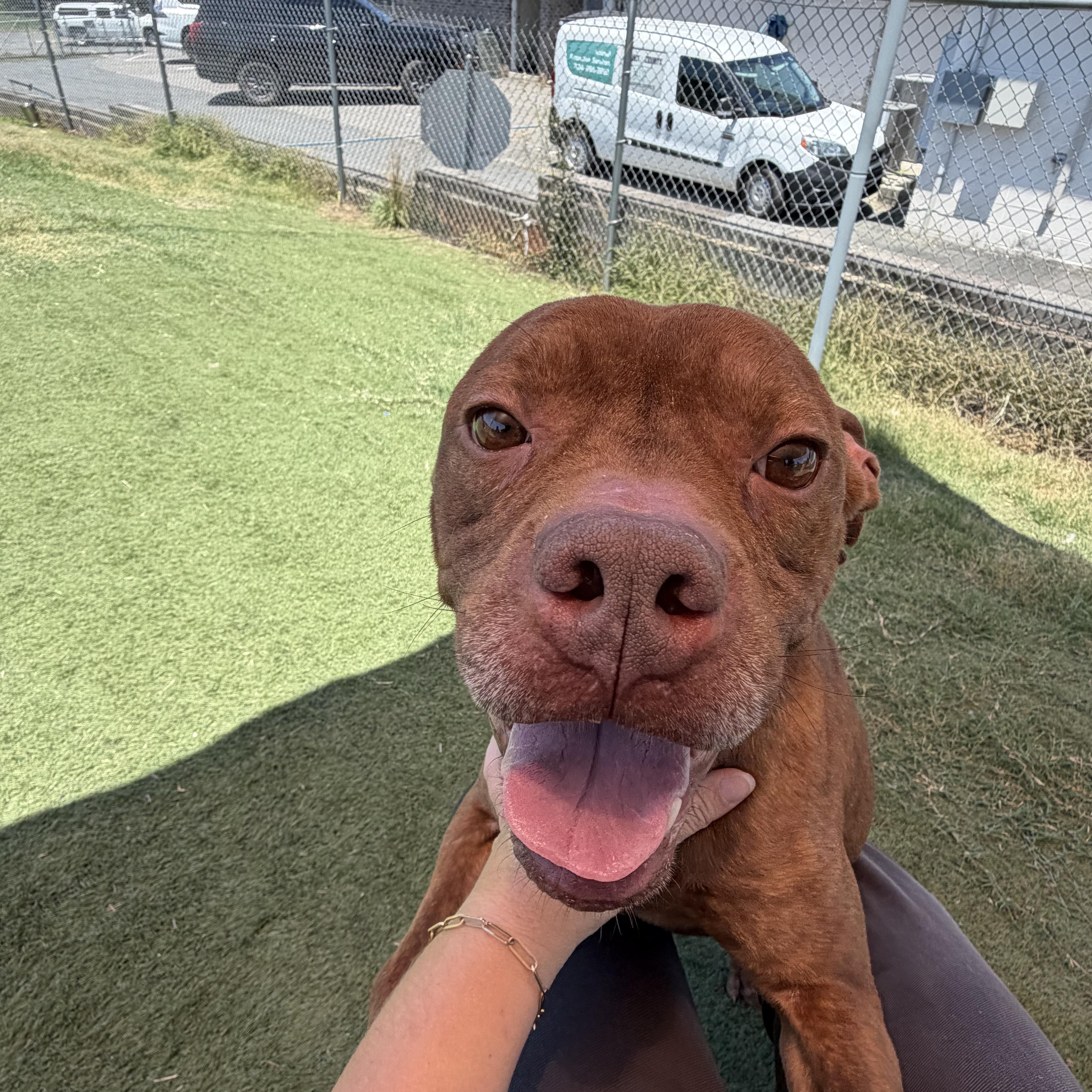 Enlarge Brody, a ADOPTABLE mixed breed in Albemarle, NC image 2/5