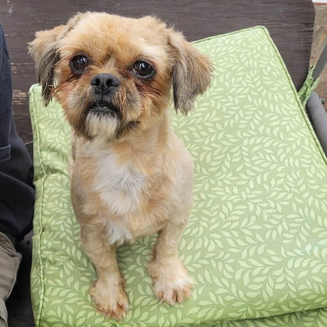 Abram, ADOPTABLE, Adult Male Shih Tzu.