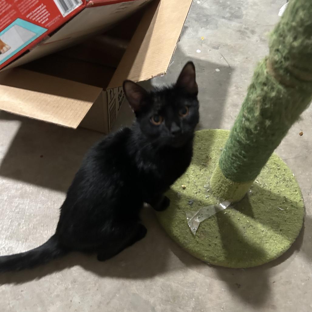 Enlarge Elaine, a Adoptable Domestic Short Hair in Midland, TX image 1/1
