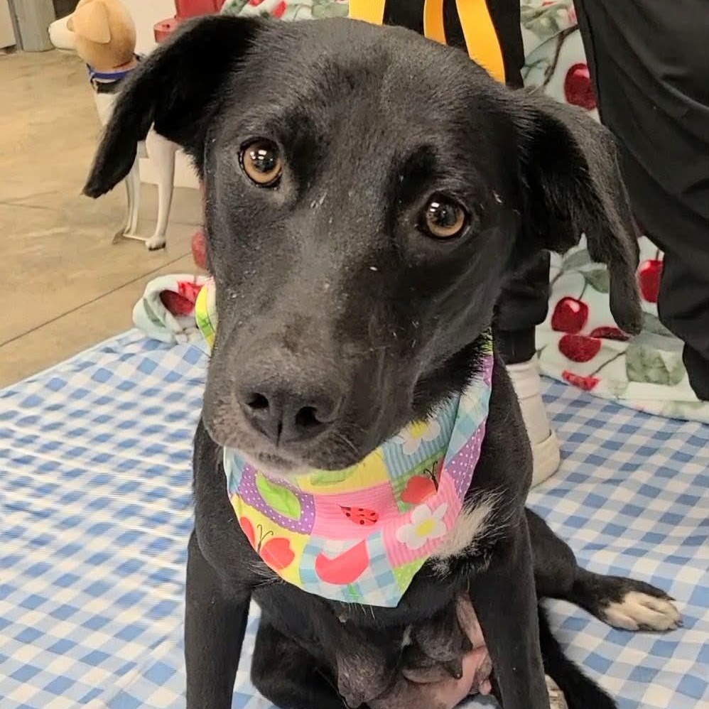 Enlarge MeMe, a Adoptable mixed breed in Woolwich, ME image 1/5