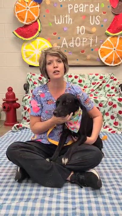 Enlarge MeMe, a Adoptable mixed breed in Woolwich, ME video 5/5
