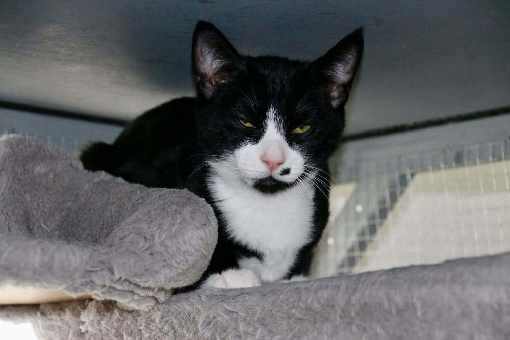 Enlarge Tux, a Adoptable mixed breed in Lebanon, OR image 1/2