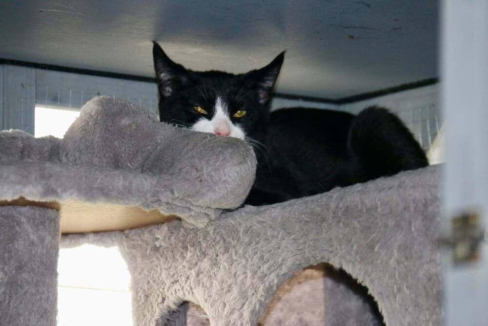 Enlarge Tux, a Adoptable mixed breed in Lebanon, OR image 2/2