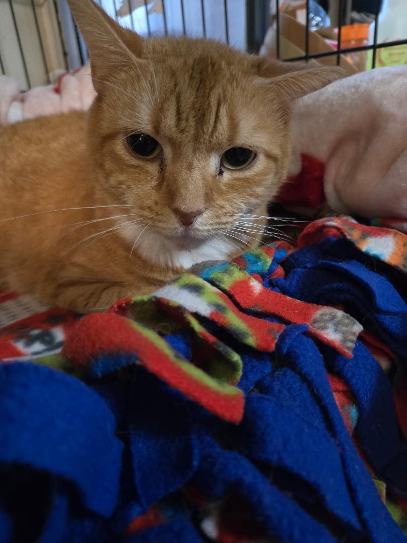 Genesis — thumbnail 2