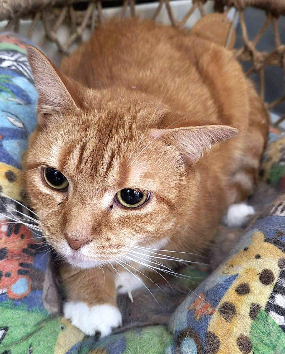 Genesis — thumbnail 3