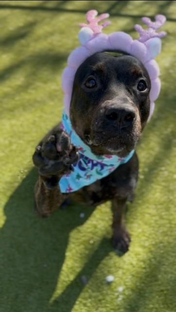 Enlarge TAMMY, a Adoptable mixed breed in Naples, FL image 1/1