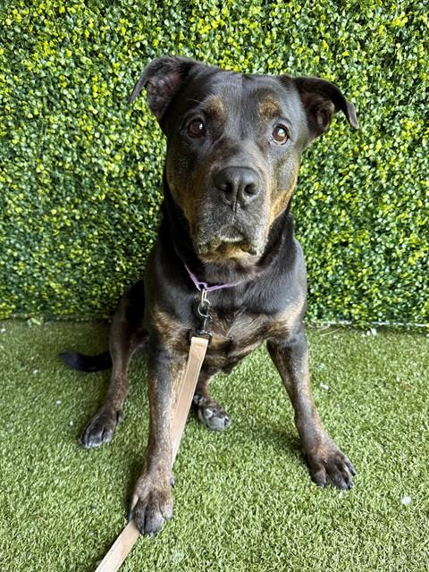 TAMMY, Adoptable, Adult Female Rottweiler & Mixed Breed.