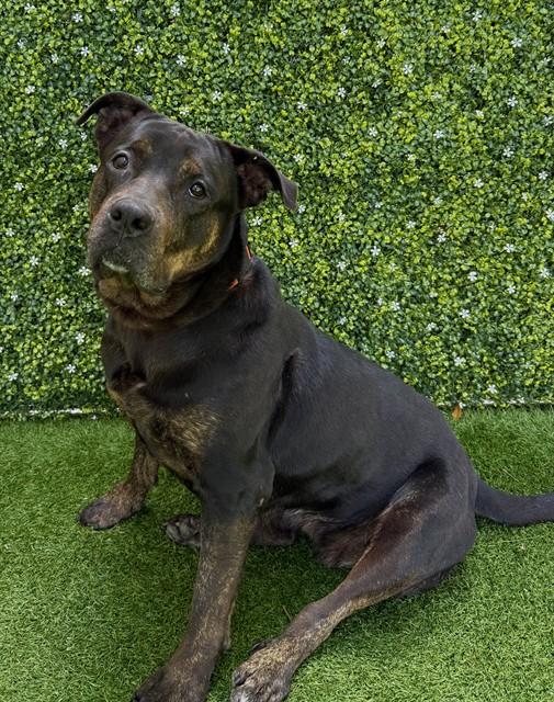 TAMMY, Adoptable, Adult Female Rottweiler & Mixed Breed.