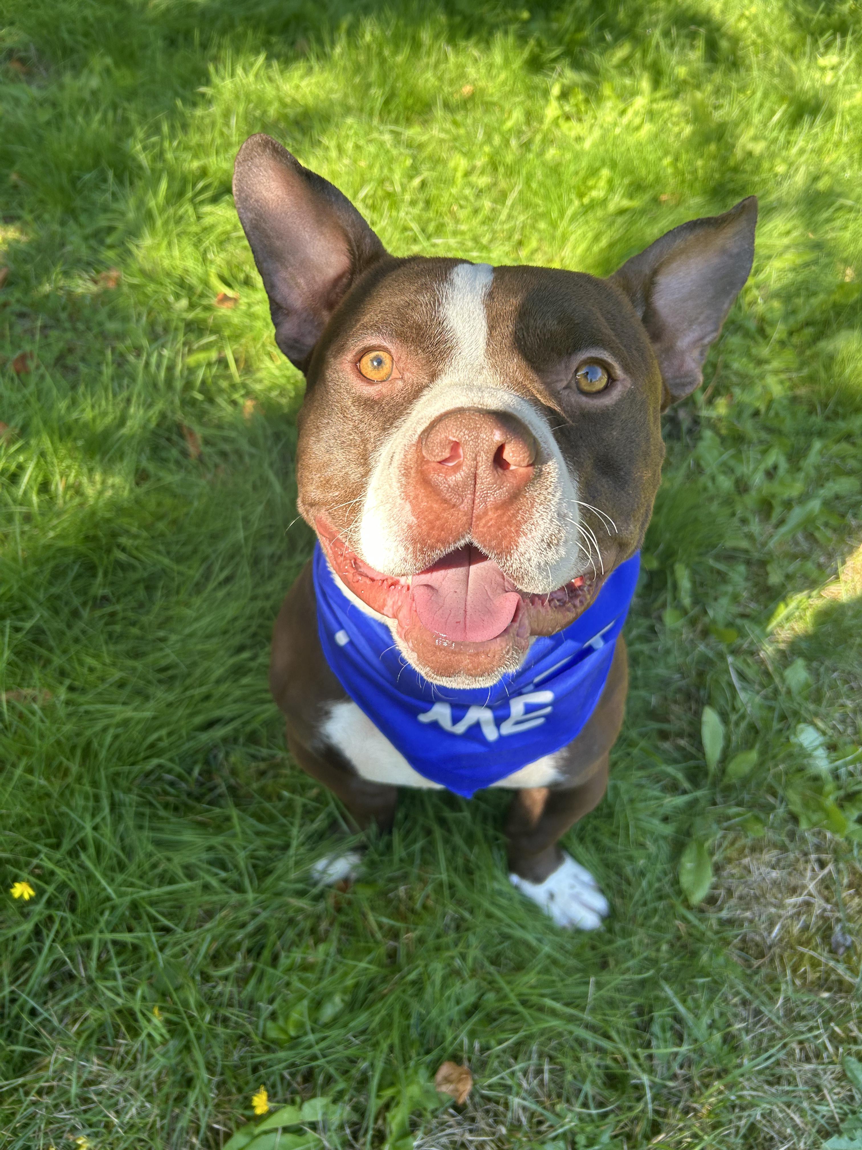 Enlarge Rex, a Adoptable mixed breed in AUBURN, WA image 4/4