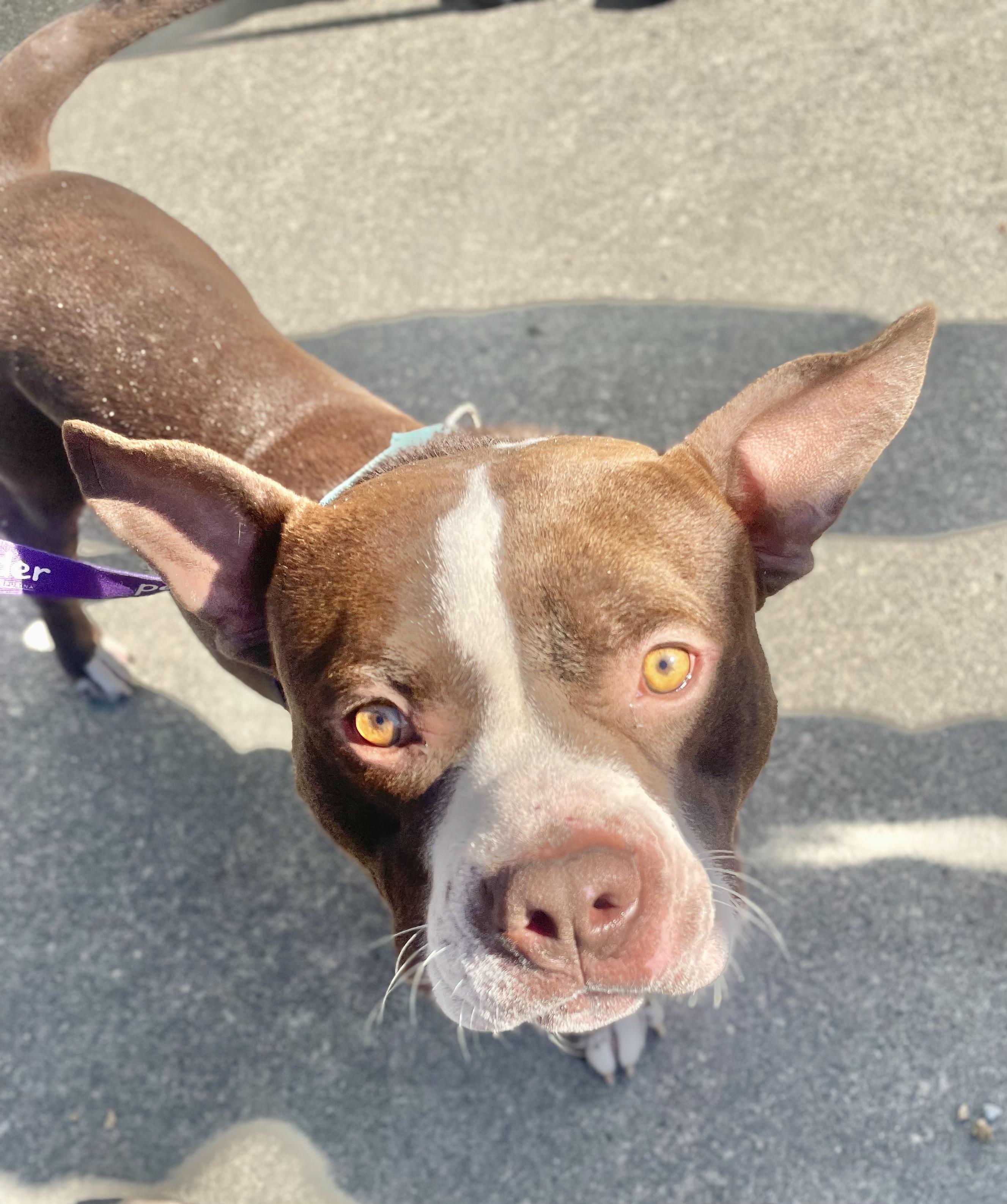 Rex, Adoptable, Puppy Male American Staffordshire Terrier & Boston Terrier.