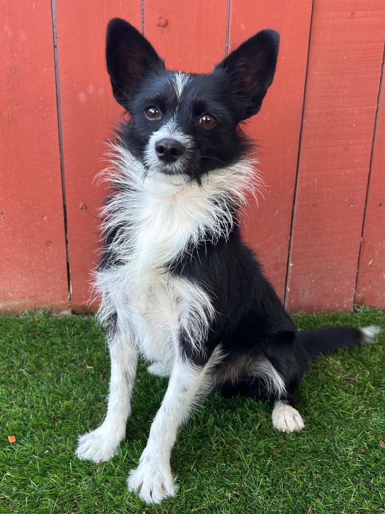 Enlarge Tic Tac, a Adoptable mixed breed in Vacaville, CA image 1/1