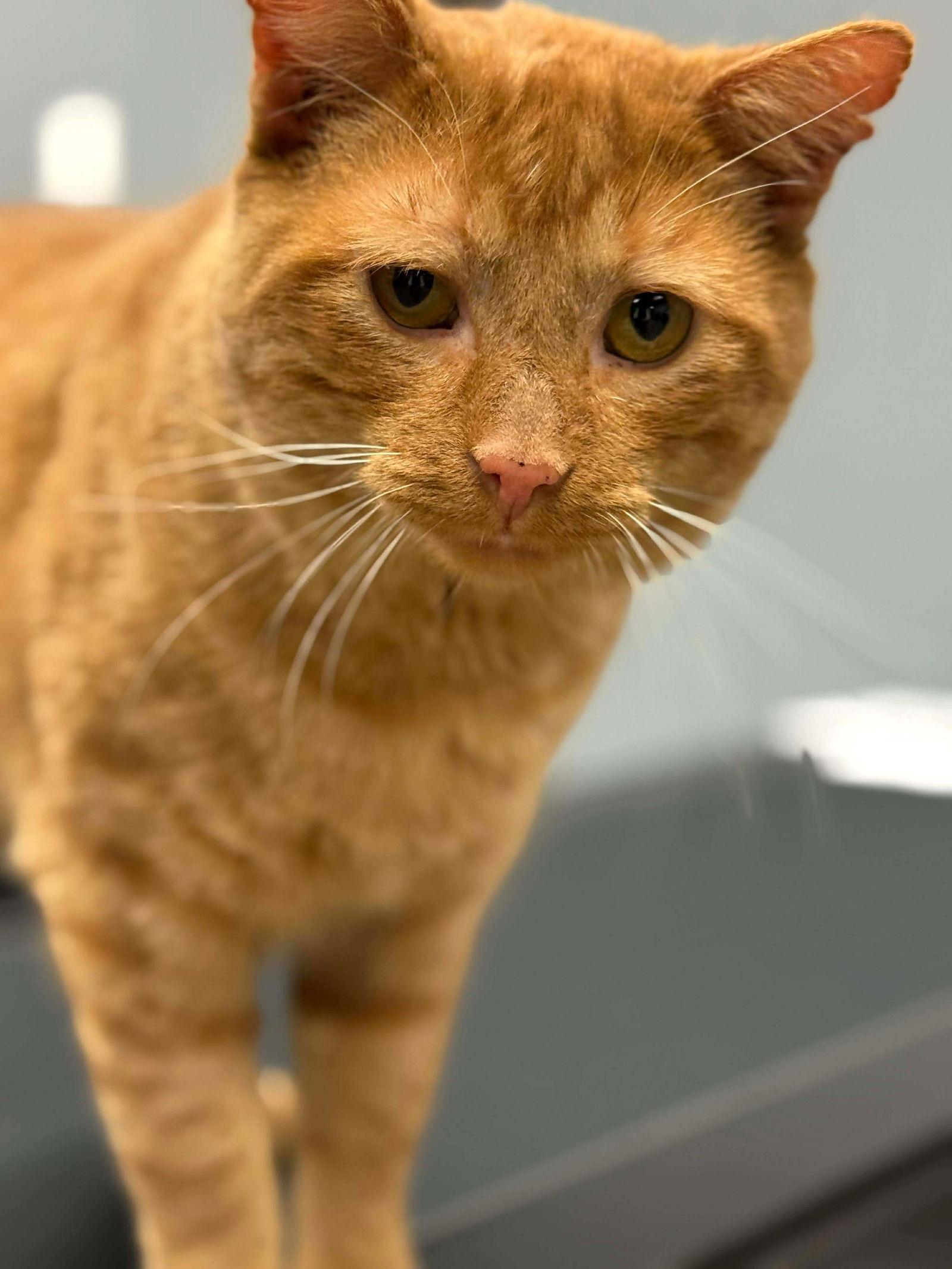 Garfield, Adoptable, Adult Male Domestic Short Hair.