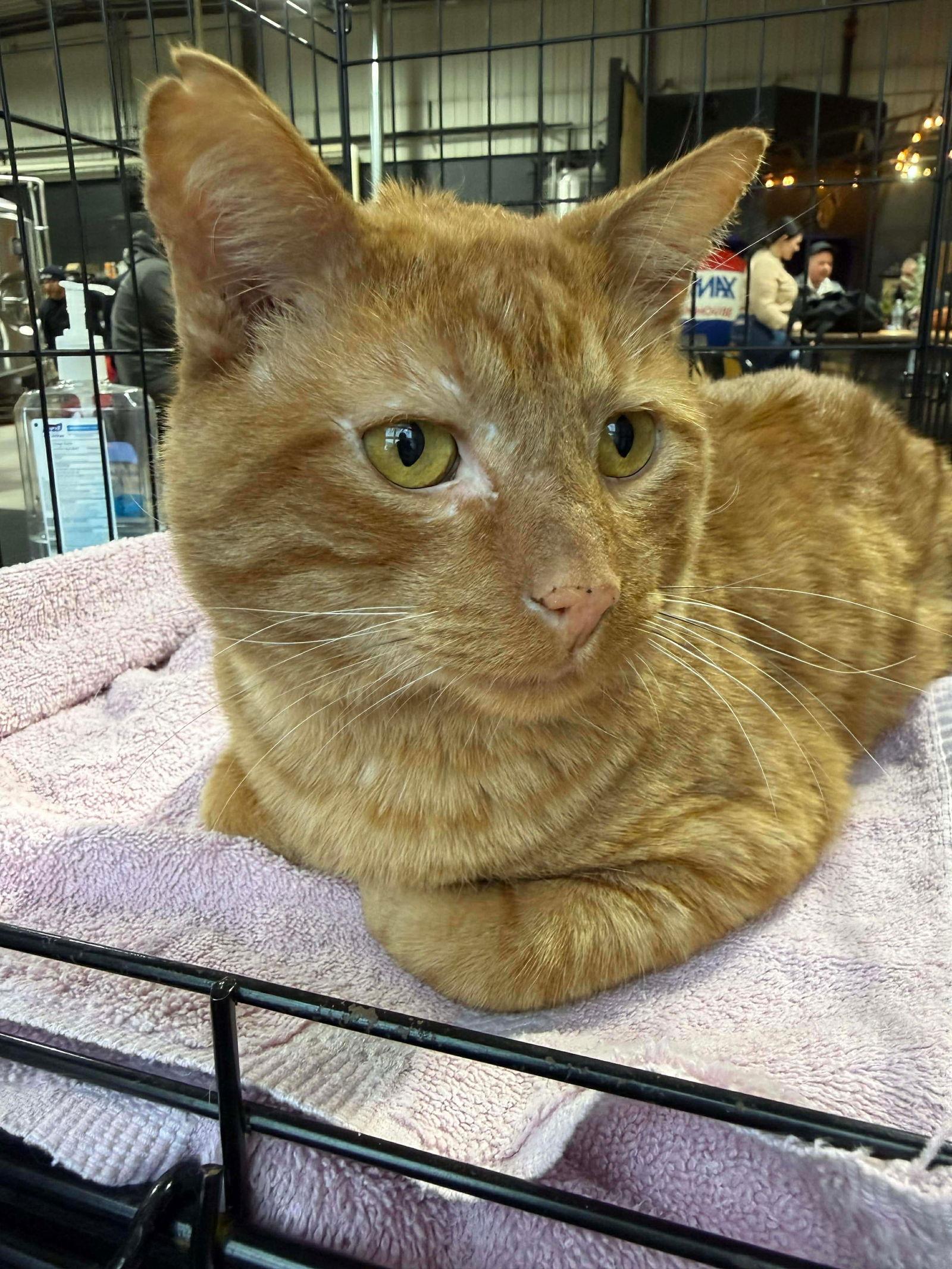 Garfield, a Adoptable Domestic Short Hair in Duluth, MN image 2/3