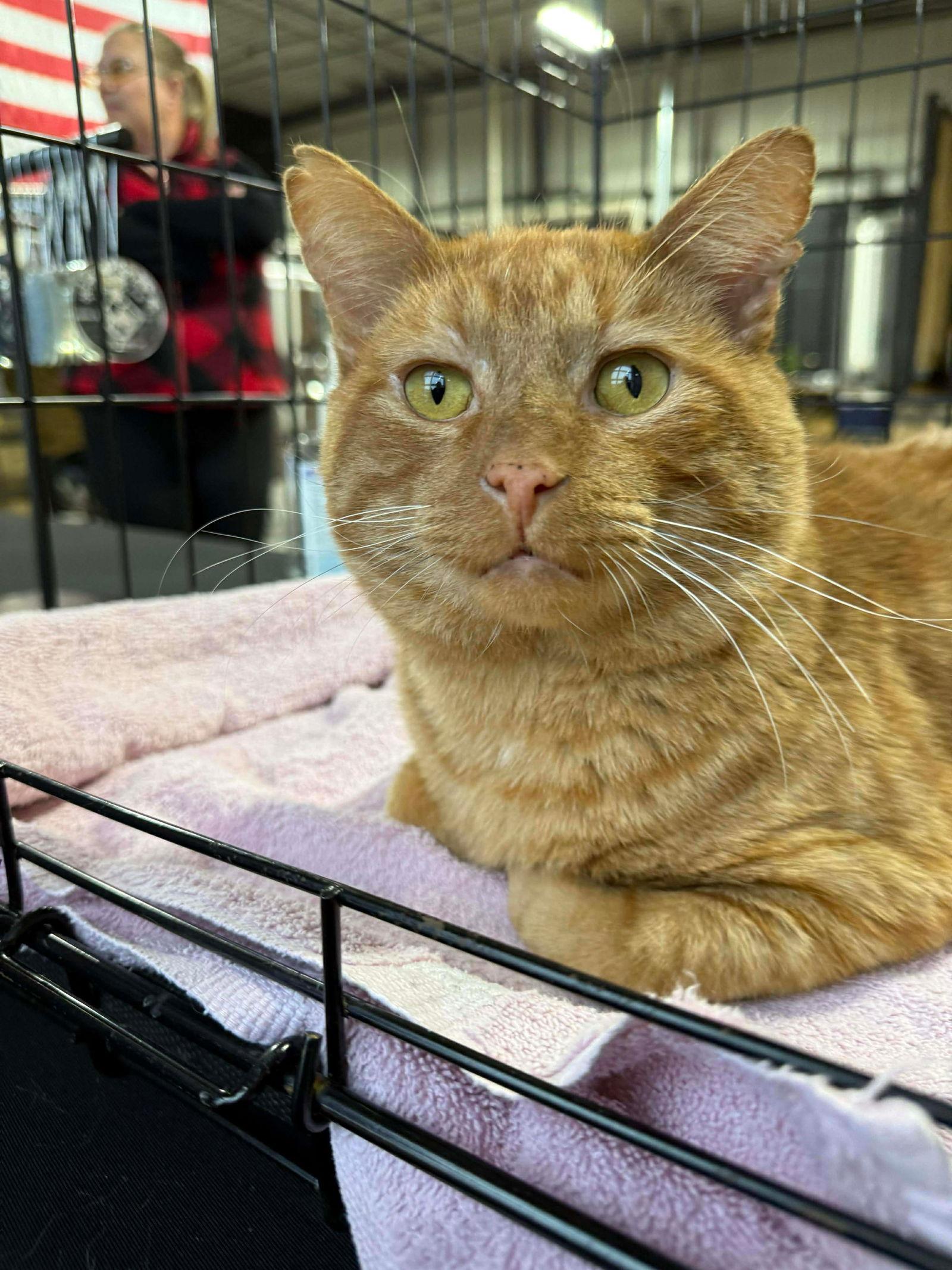 Garfield, a Adoptable Domestic Short Hair in Duluth, MN image 3/3