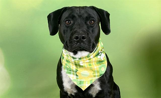 Enlarge GRACIE, a Adoptable mixed breed in Fort Lauderdale, FL image 1/1