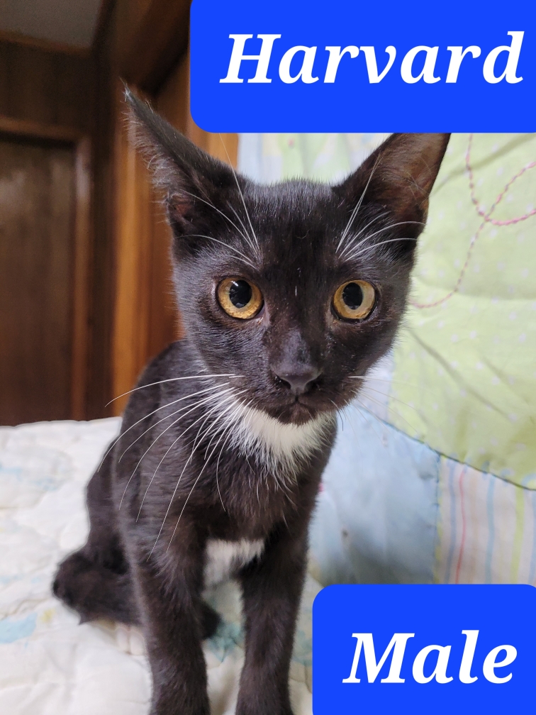 Cat for adoption **HARVARD**, a Domestic Short Hair in Hattiesburg