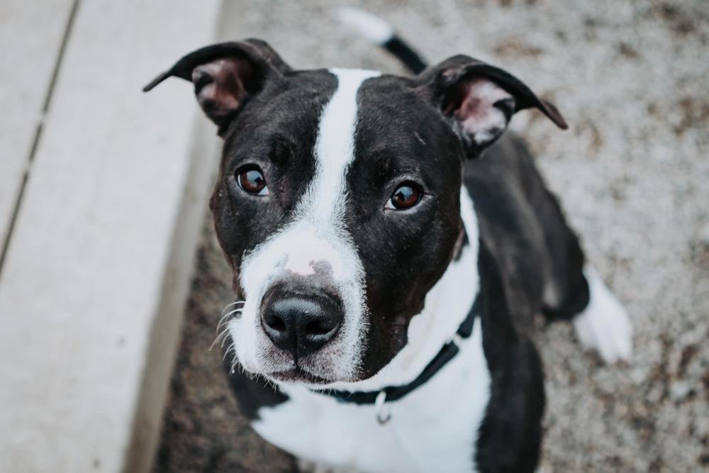 Tinsel, Adoptable, Young Female Pit Bull Terrier.