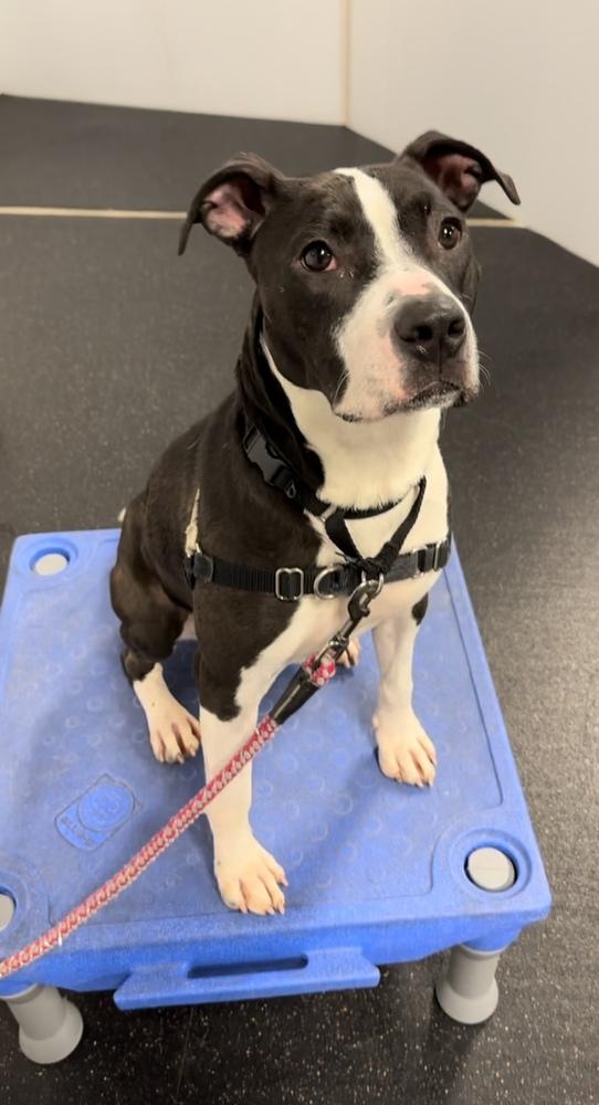 Enlarge Tinsel, a Adoptable mixed breed in Deerfield, MI image 2/6