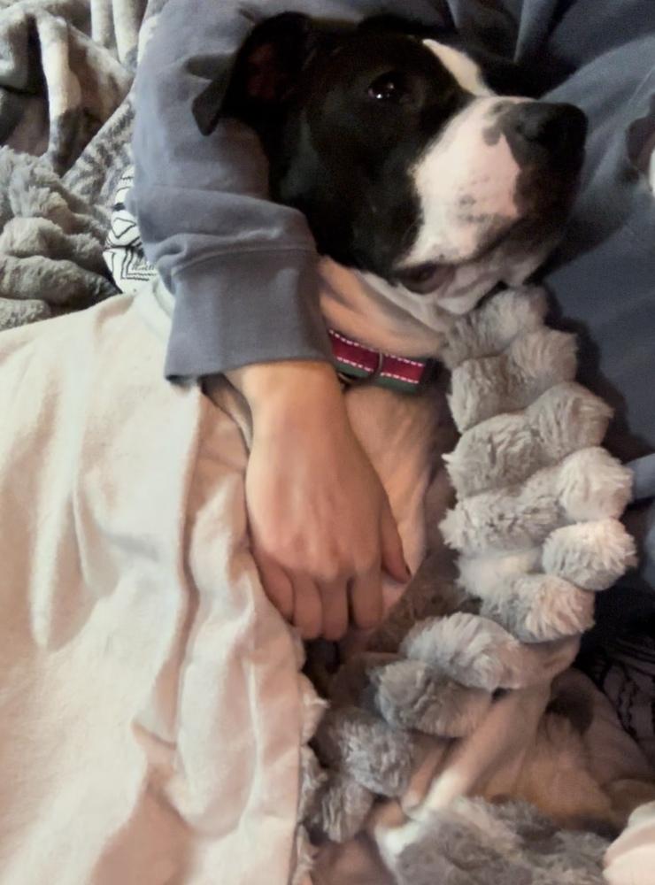 Enlarge Tinsel, a Adoptable mixed breed in Deerfield, MI image 3/6