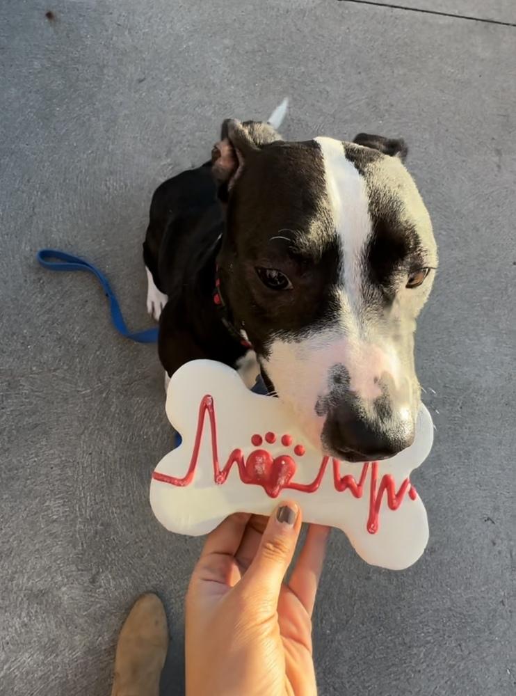 Enlarge Tinsel, a Adoptable mixed breed in Deerfield, MI image 4/6