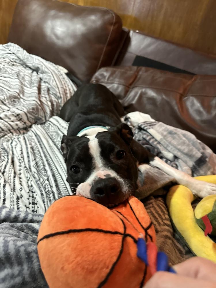 Enlarge Tinsel, a Adoptable mixed breed in Deerfield, MI image 5/6