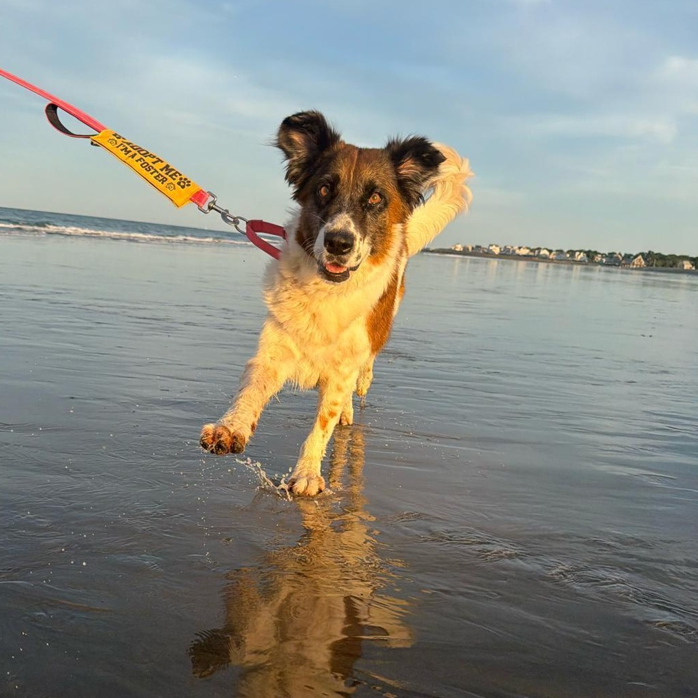 Enlarge Suki, a Adoptable Mixed Breed in Lexington, MA image 1/6