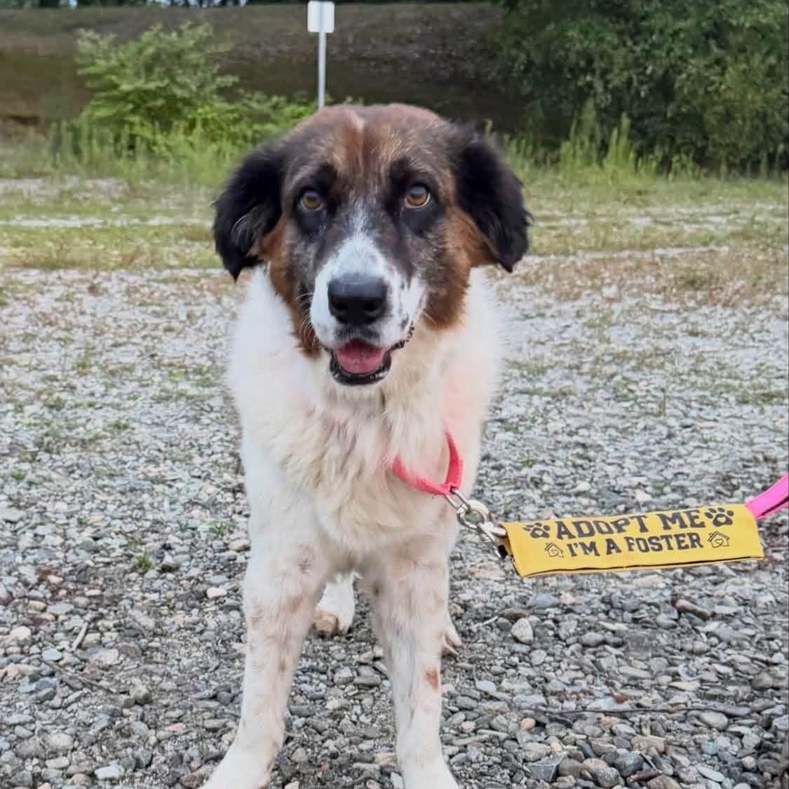 Enlarge Suki, a Adoptable Mixed Breed in Lexington, MA image 5/6