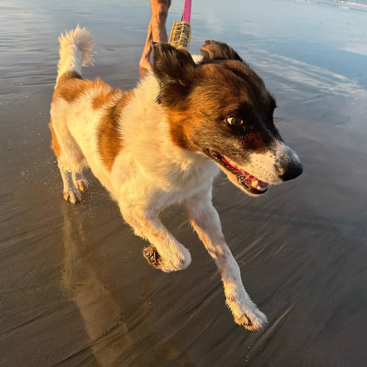 Enlarge Suki, a Adoptable Mixed Breed in Lexington, MA image 3/6