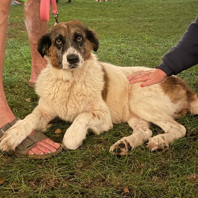 Enlarge Suki, a Adoptable Mixed Breed in Lexington, MA image 4/6
