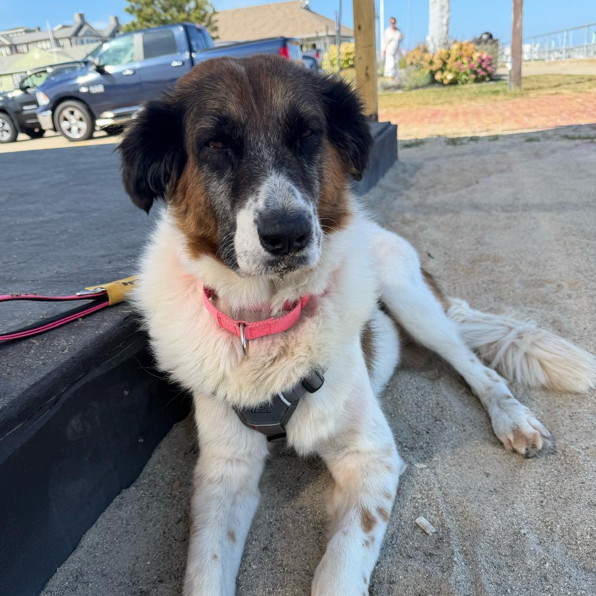 Enlarge Suki, a Adoptable Mixed Breed in Lexington, MA image 6/6