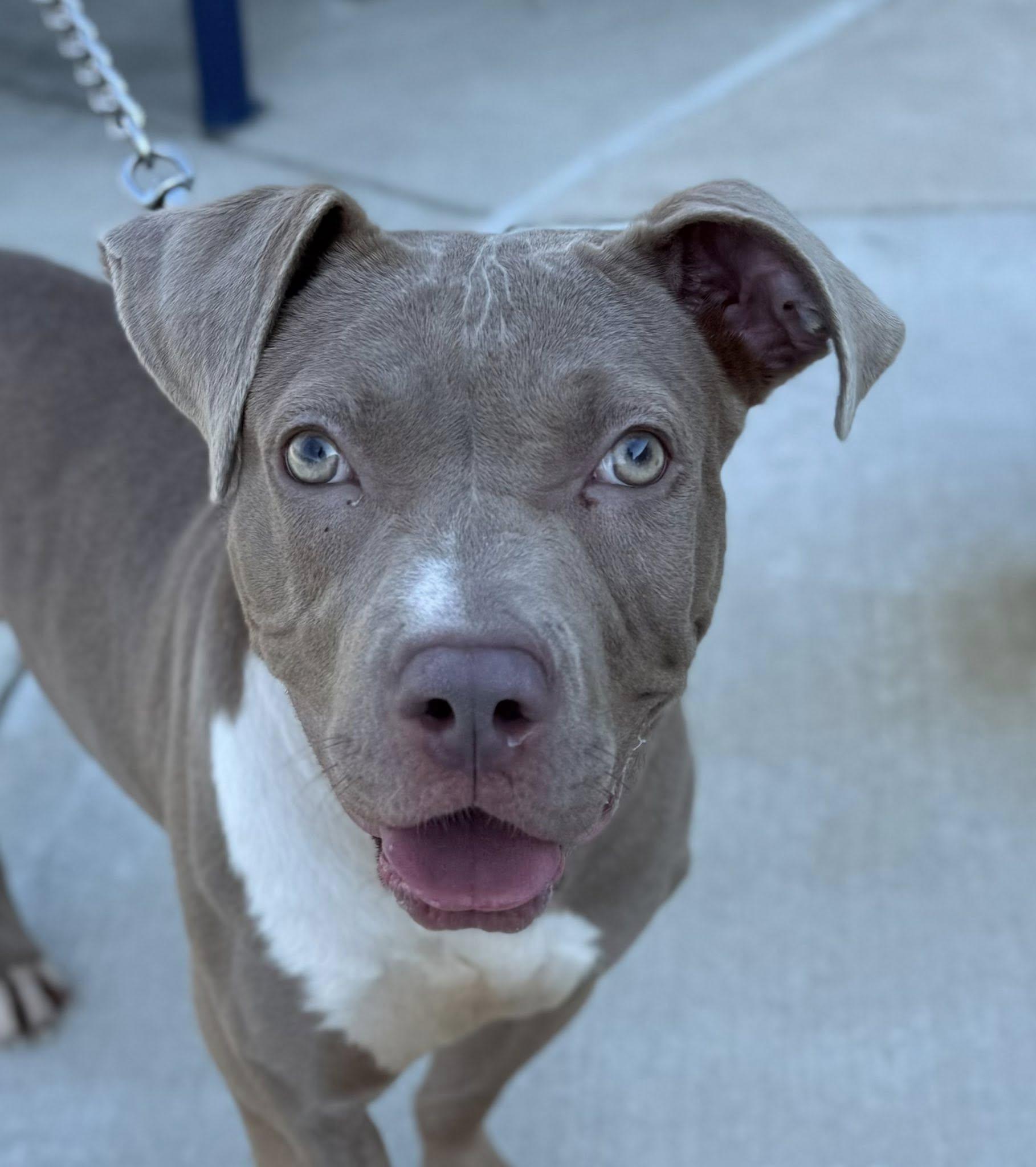 Hennessy (ID 46993/3794)