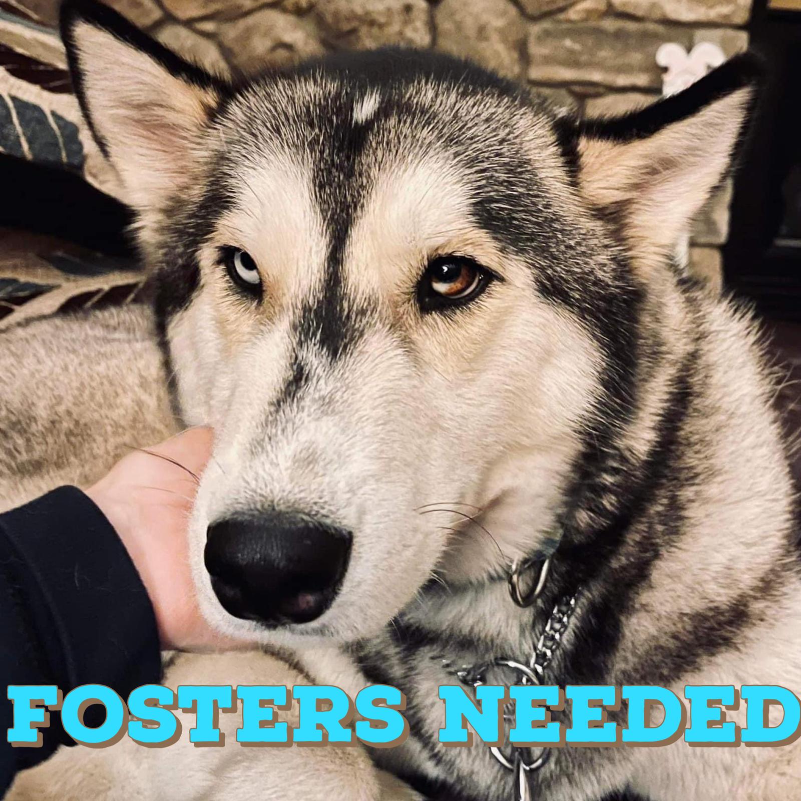 Enlarge Foster Homes Needed, a Adoptable Husky in Glenmoore, PA image 1/1