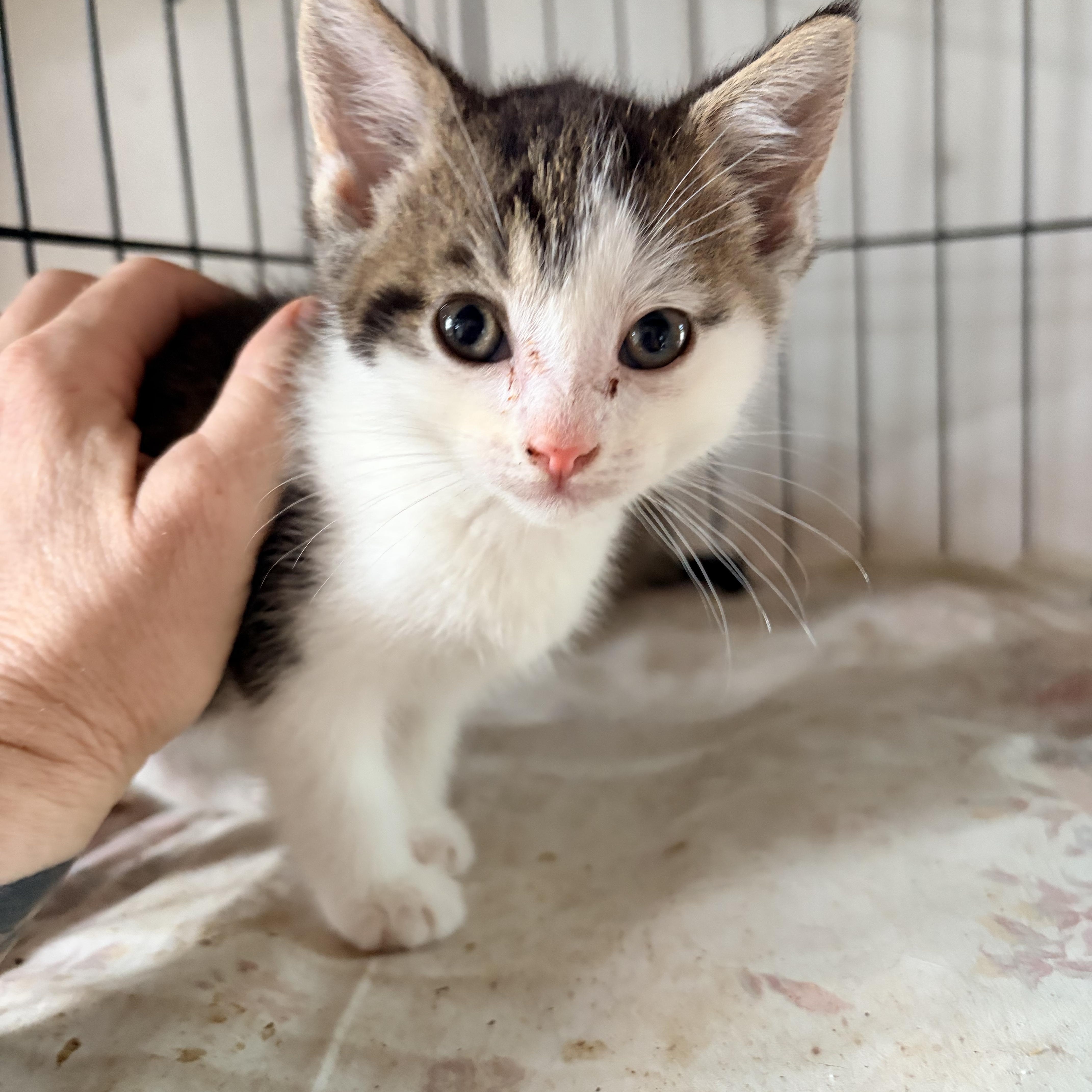 Enlarge Kermit, an adopted mixed breed in Newark valley, NY image 1/4