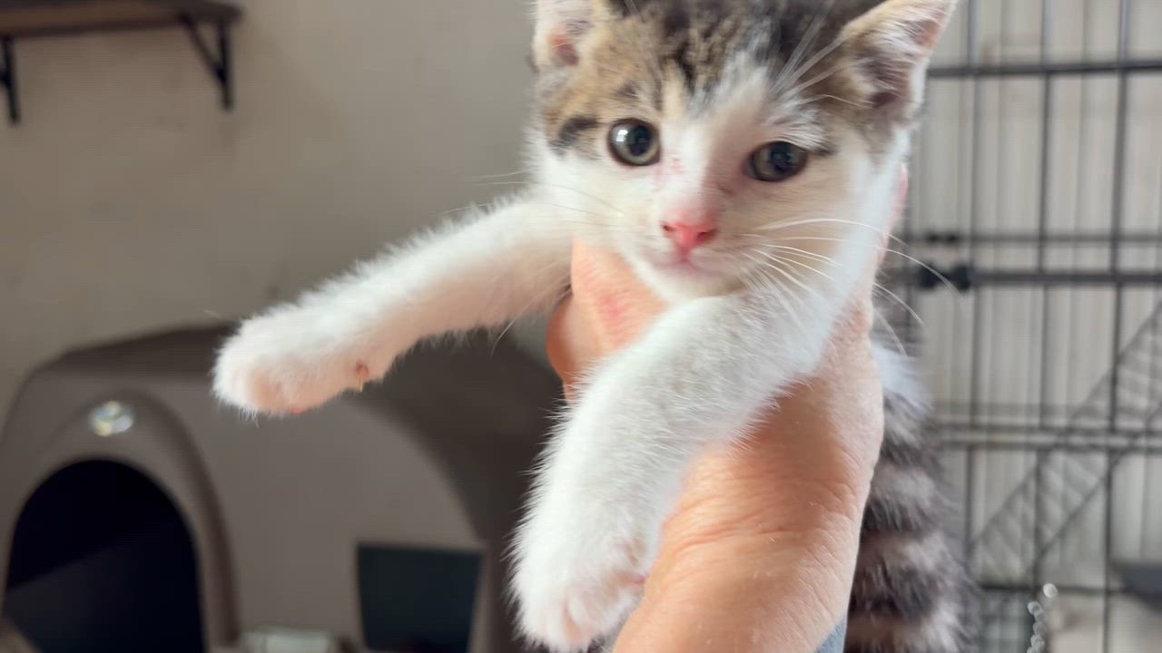 Enlarge Kermit, an adopted mixed breed in Newark valley, NY video 3/4