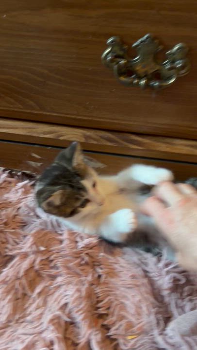 Enlarge Kermit, an adopted mixed breed in Newark valley, NY video 2/4
