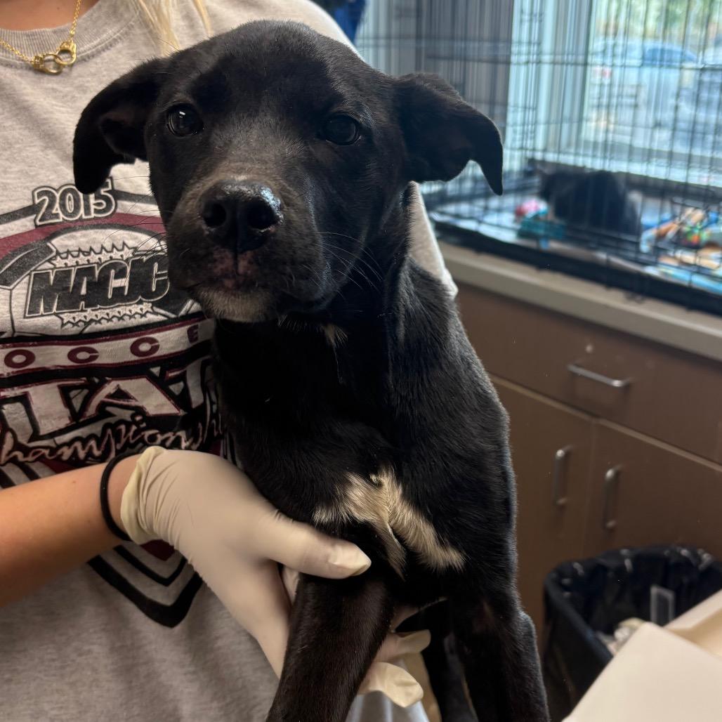 Piper, Adoptable, Puppy Female Retriever & Mixed Breed.