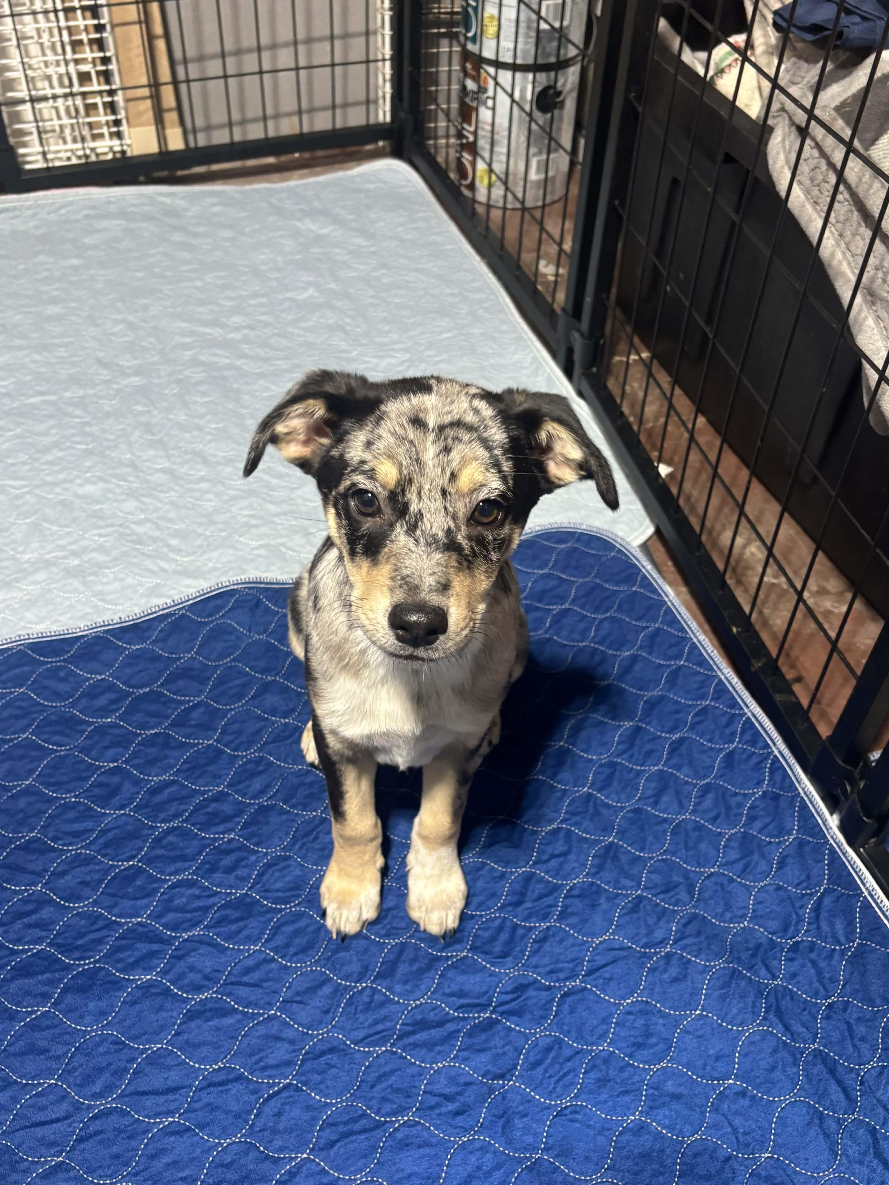 Enlarge Canvas, an adopted Mixed Breed in Kenosha, WI image 3/3