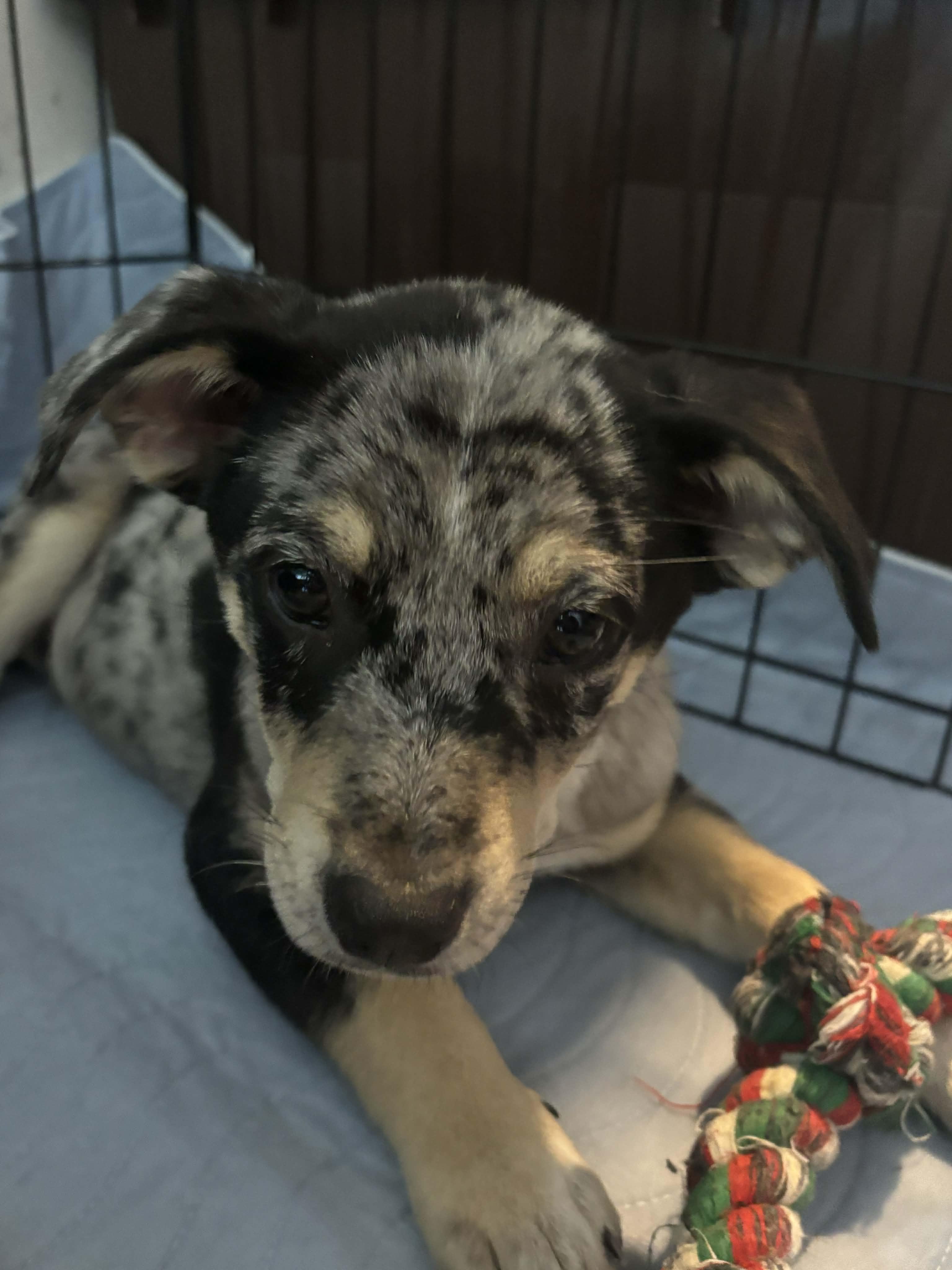 Enlarge Canvas, an adopted Mixed Breed in Kenosha, WI image 2/3