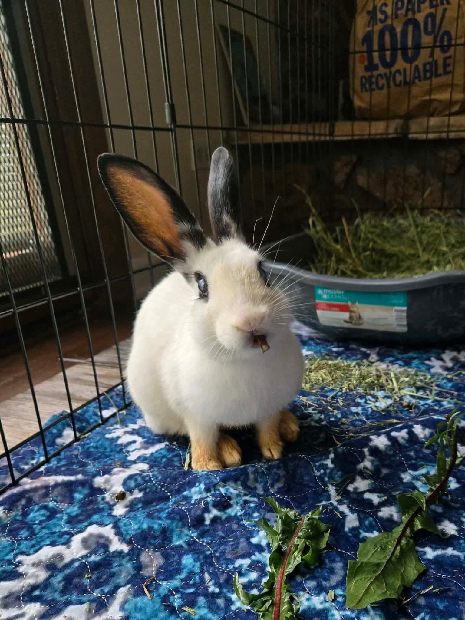 Chip, Adoptable, Young Male English Spot.