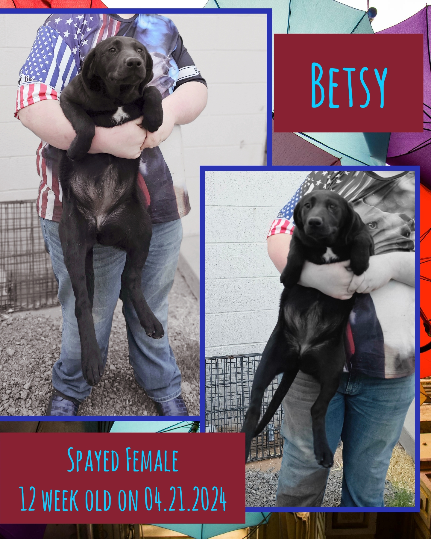 Betsy, Young Female Labrador Retriever