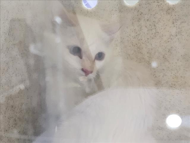 LUMEN, Adoptable, Kitten Female Domestic Short Hair.