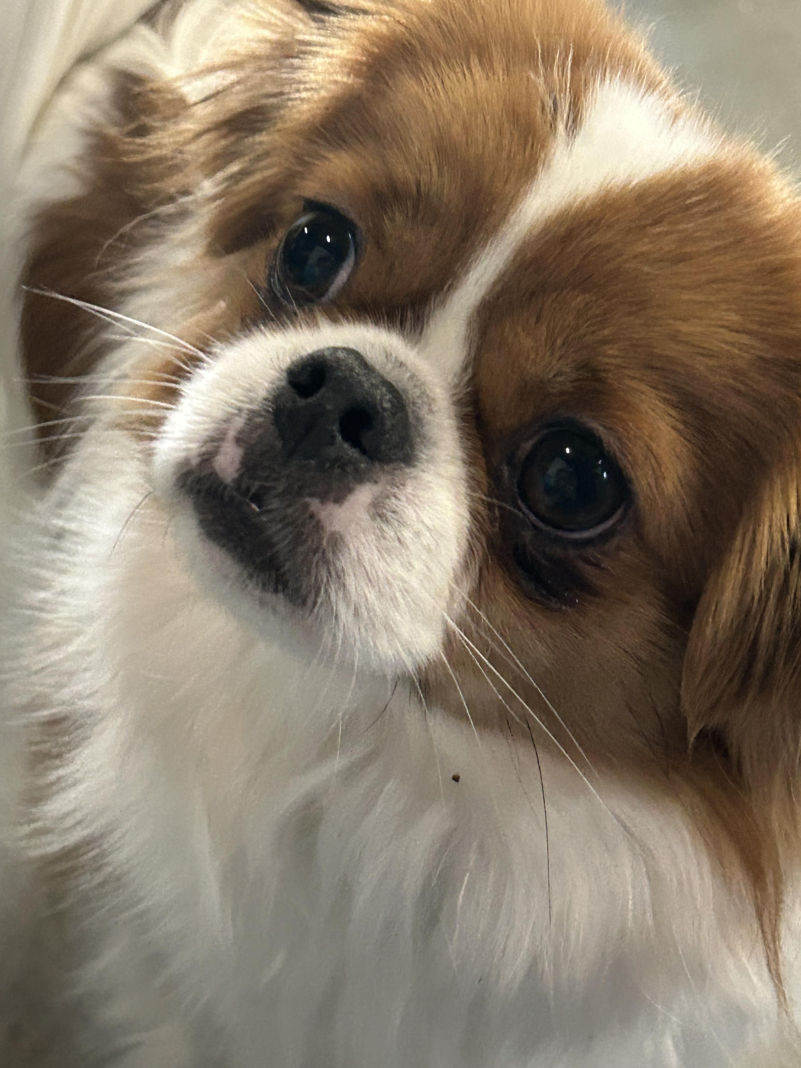 Titus, ADOPTABLE, Young Male Tibetan Spaniel.
