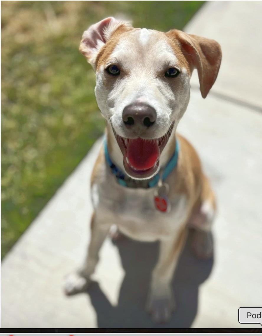 Eagle Mixed Breed Dog