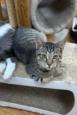 Timmy, a Adoptable Domestic Short Hair in Medina, OH image 1/2