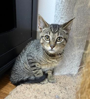 Timmy, Adoptable, Young Male Domestic Short Hair.