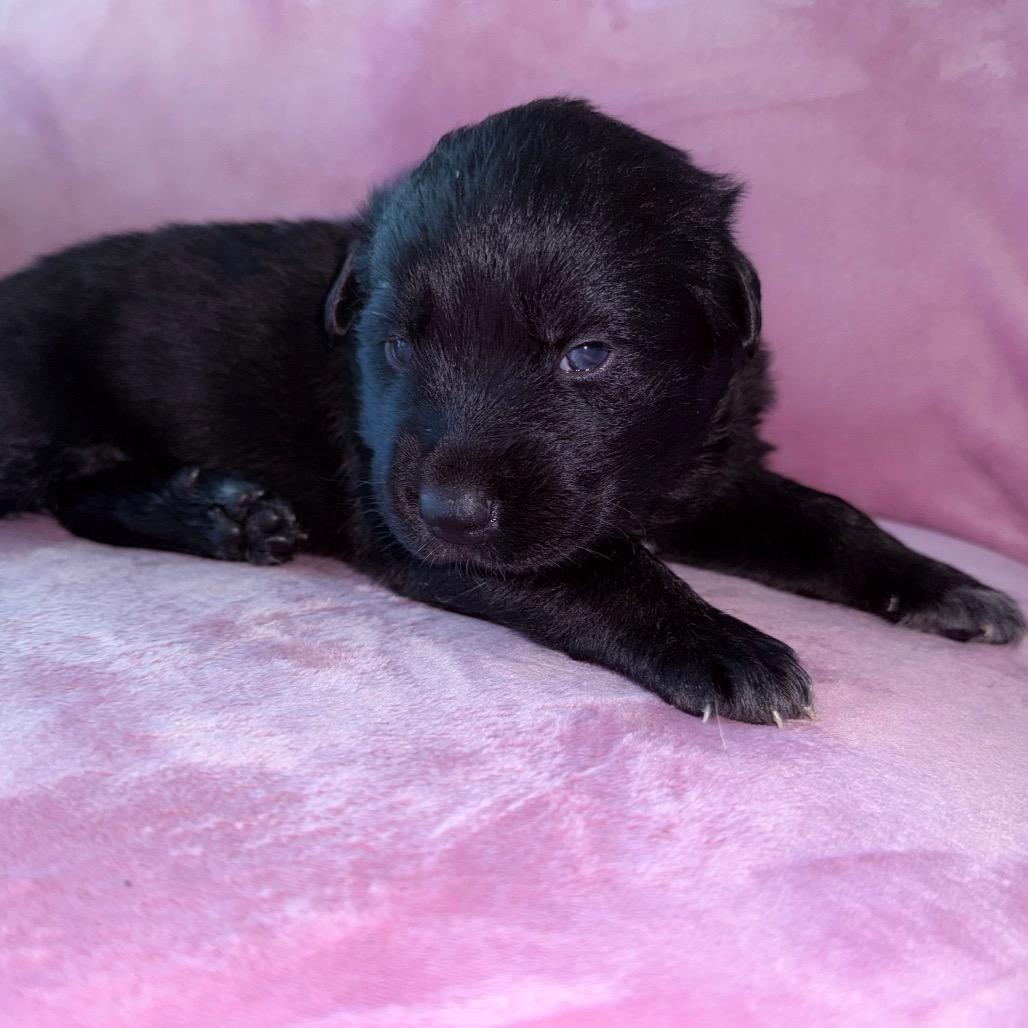 Kingston — thumbnail 3